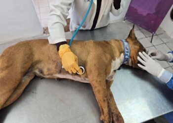 Rescatan a dos perros tras ataque @rmado en vivienda de Parajes de San Isidro; uno m*rió por herida de bala