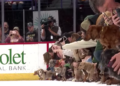 Perritos salchicha corren sobre hielo para ayudar a mascotas en riesgo de abandono