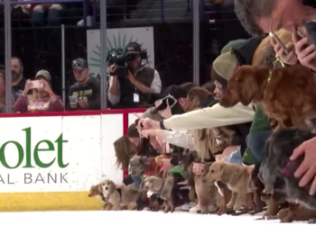 Perritos salchicha corren sobre hielo para ayudar a mascotas en riesgo de abandono