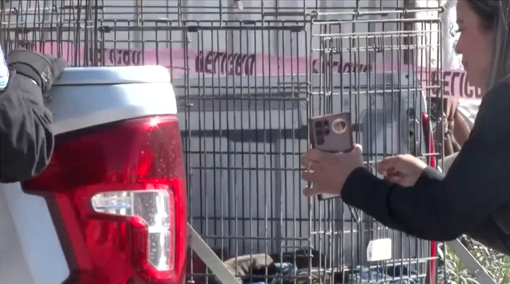 Cateos en La Chaveña movilizan a agentes investigadores; aseguran vehículos y rescatan perros