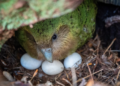 Renace la esperanza para el kakapo: nacimientos de especie en peligro crítico conmueven al mundo