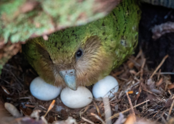 Renace la esperanza para el kakapo: nacimientos de especie en peligro crítico conmueven al mundo