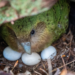 Renace la esperanza para el kakapo: nacimientos de especie en peligro crítico conmueven al mundo