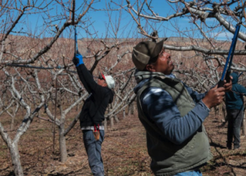 EU recurre a migrantes ante escasez de mano de obra en el campo
