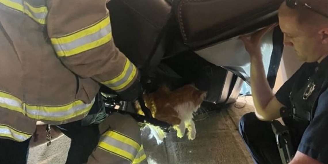 Gatito queda atrapado en sofá al intentar evitar visita al veterinario en Kansas