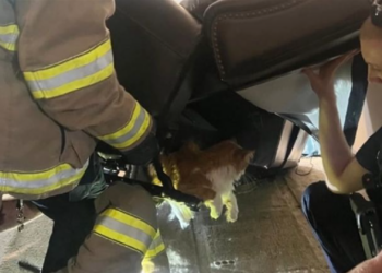 Gatito queda atrapado en sofá al intentar evitar visita al veterinario en Kansas