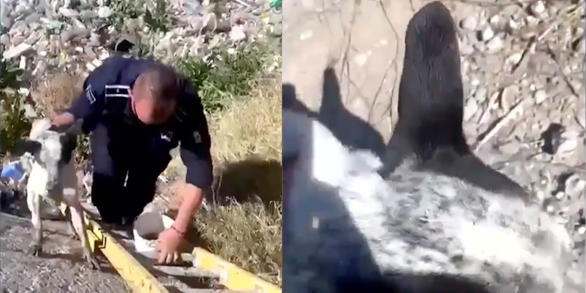 Rescatan a perrito atrapado en canal de la colonia Zacatecas en Ciudad Juárez