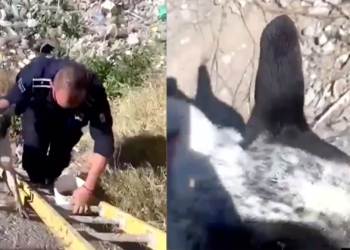 Rescatan a perrito atrapado en canal de la colonia Zacatecas en Ciudad Juárez
