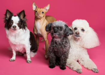 Siete perros escapan tras presunto robo y regresan a casa tras recorrer 17 kilómetros en dos días