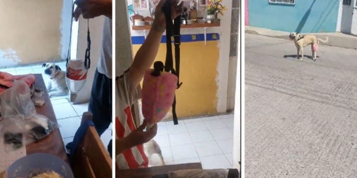 Perrita con diabetes vuelve a caminar gracias a prótesis hecha con botella de plástico en San Luis Potosí