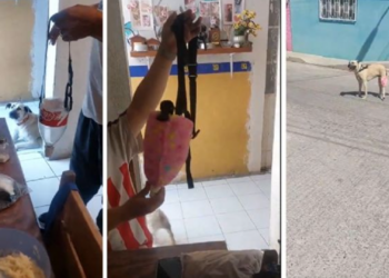 Perrita con diabetes vuelve a caminar gracias a prótesis hecha con botella de plástico en San Luis Potosí