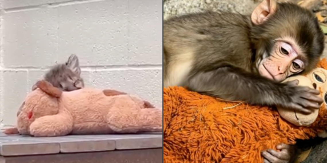 Ellos son los otros animalitos que tienen peluches de apoyo al estilo de "Punch"