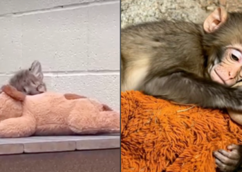 Ellos son los otros animalitos que tienen peluches de apoyo al estilo de "Punch"