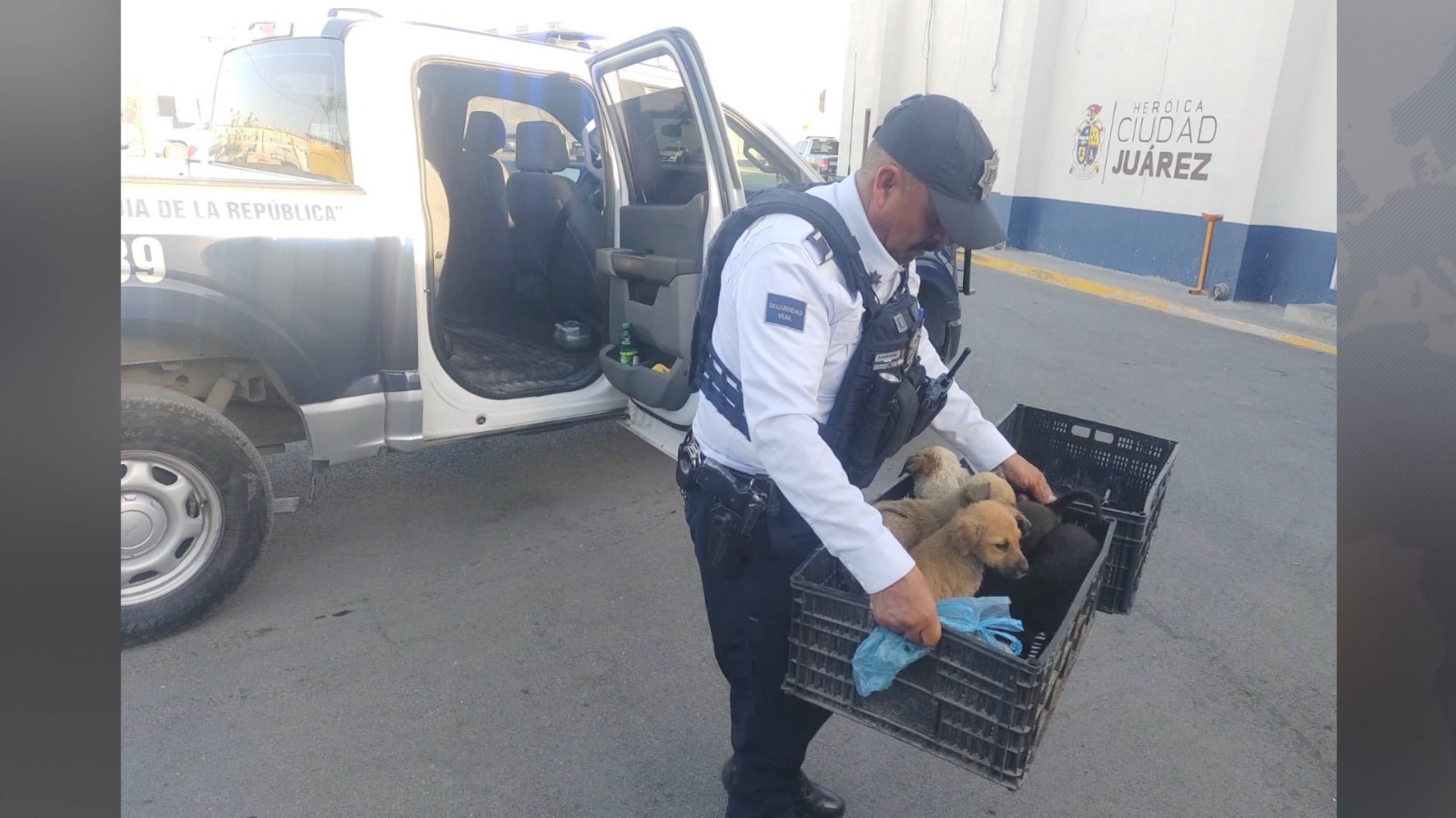Rescatan a tres cachorros abandonados en Villa Residencial del Real