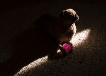 Policías rescatan a perrito atrapado durante incendio en vivienda de la CDMX