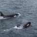 Ballenas sorprenden a turistas frente a playas de Acapulco