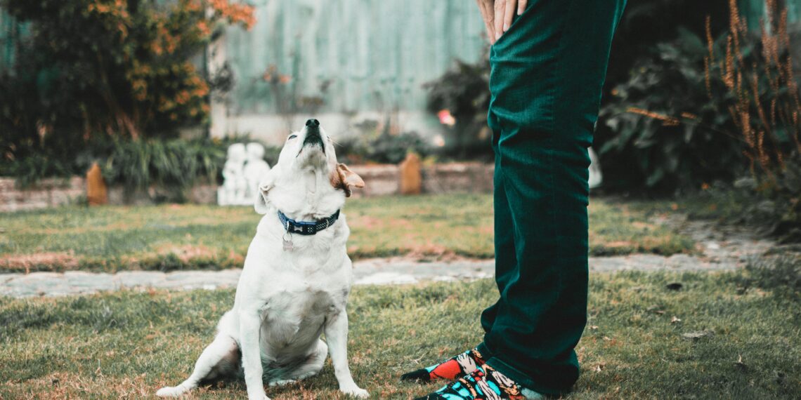 Indigna abandono de perrito en calles de Apodaca; video se vuelve viral