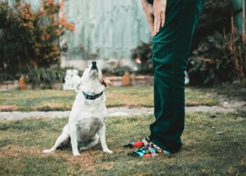 Indigna abandono de perrito en calles de Apodaca; video se vuelve viral