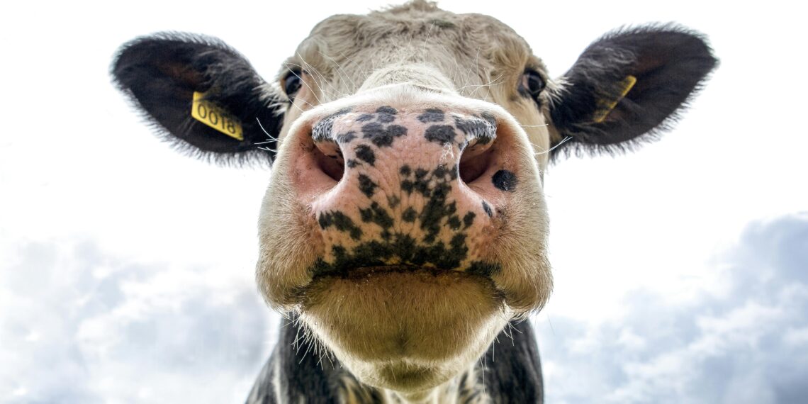 Vaca fugitiva causa caos en autopista y vaqueros la capturan al estilo del viejo oeste