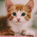 Gatito se vuelve viral por exigir su taco de carnitas; así reaccionó cuando no se lo dieron