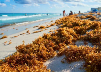 Alertan por sargazo en playas mexicanas previo a Semana Santa; recomiendan revisar monitoreos antes de viajar