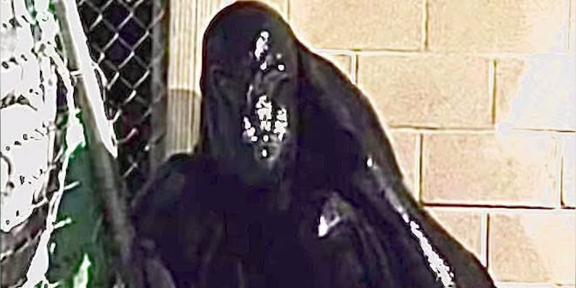 Alien en Cancún causa pánico en redes… pero todo resultó ser falso