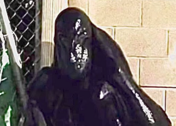 Alien en Cancún causa pánico en redes… pero todo resultó ser falso