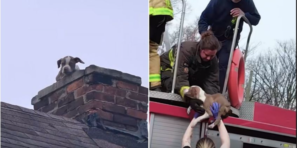 Rescatan a cachorro atrapado en chimenea en Detroit; video se vuelve viral