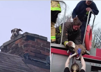 Rescatan a cachorro atrapado en chimenea en Detroit; video se vuelve viral