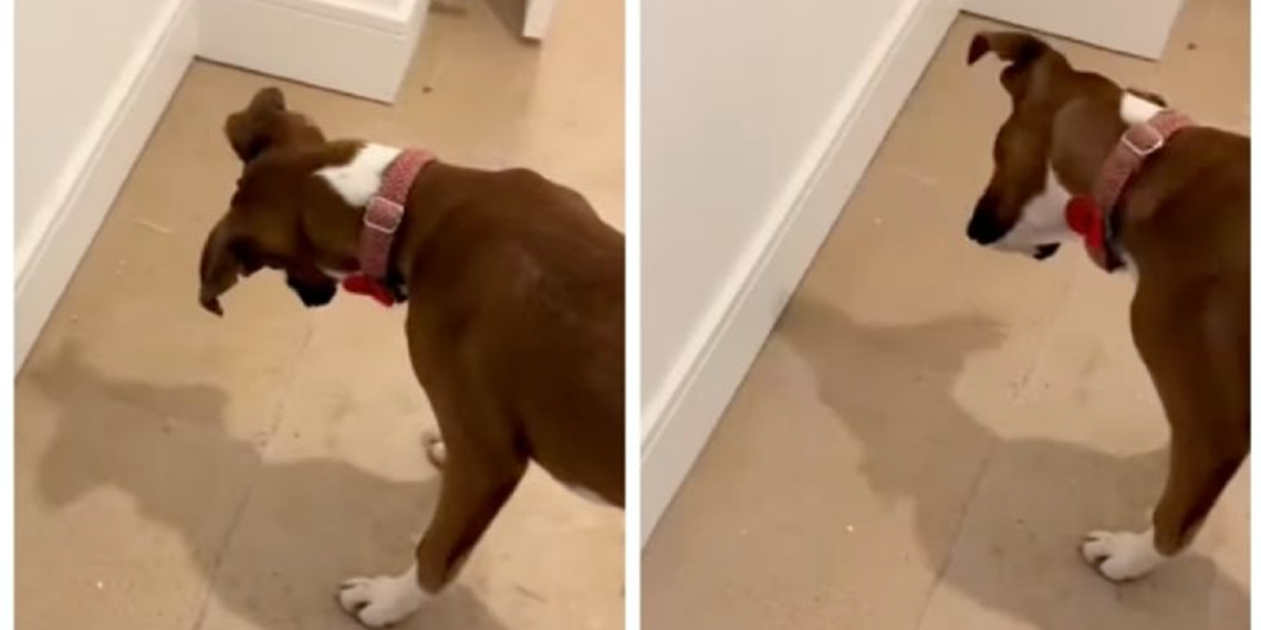 Video viral de perro bóxer confundido por su propia sombra conquista redes