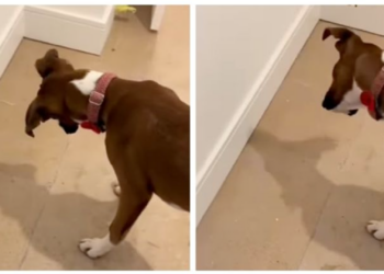 Video viral de perro bóxer confundido por su propia sombra conquista redes