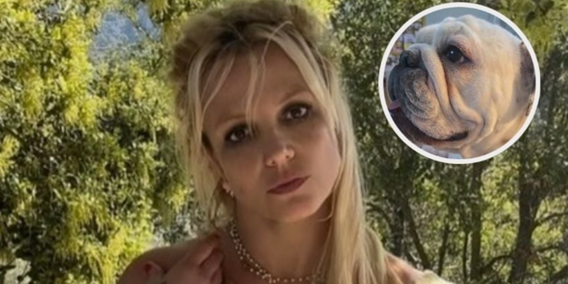 Perrita bulldog se vuelve viral por su amor a Britney Spears