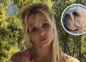 Perrita bulldog se vuelve viral por su amor a Britney Spears