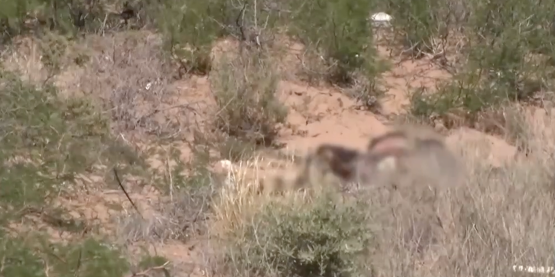 Hallan restos calc.nados en Pedregal de San Isidro; identifican a mujer con reporte de desaparición