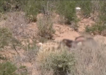 Hallan restos calc.nados en Pedregal de San Isidro; identifican a mujer con reporte de desaparición