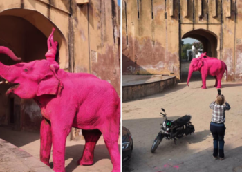 Muere elefante tras ser pintado de rosa en sesión de fotos en India