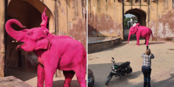 Muere elefante tras ser pintado de rosa en sesión de fotos en India