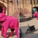 Muere elefante tras ser pintado de rosa en sesión de fotos en India