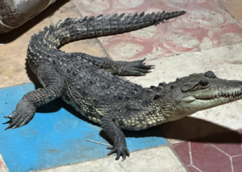 Entrega hombre cocodrilo que mantuvo como mascota durante ocho años en Aguascalientes