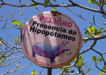 Colombia plantea sacrificar hipopótamos de Pablo Escobar; México propone rescatarlos