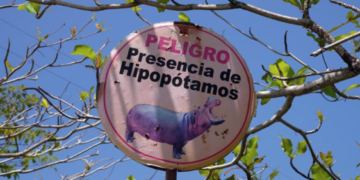 Colombia plantea sacrificar hipopótamos de Pablo Escobar; México propone rescatarlos