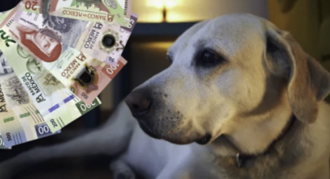 ¿Habrá pago obligatorio por tener perro en Tecate, Baja California? Esto es lo que se sabe