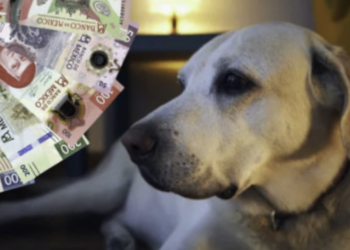 ¿Habrá pago obligatorio por tener perro en Tecate, Baja California? Esto es lo que se sabe