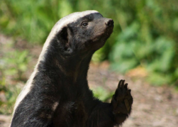 Neo, el tejón melero que sorprende por su inteligencia en zoológico de Moscú