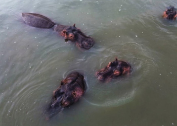 Crisis ambiental en Colombia: sacrificio de hipopótamos genera debate internacional