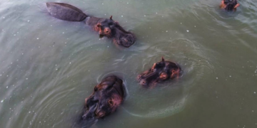 Crisis ambiental en Colombia: sacrificio de hipopótamos genera debate internacional