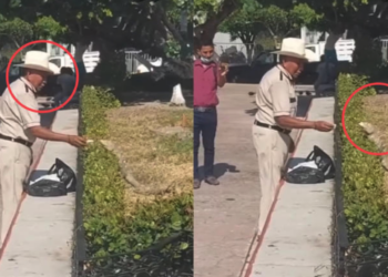 Adulto mayor alimenta a lagarto con tortilla y se vuelve viral en redes