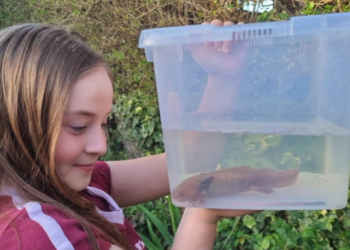 Ajolote mexicano aparece en río de Gales; niña lo rescata tras hallarlo herido