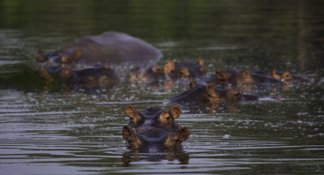 Multimillonario indio ofrece rescatar hipopótamos de Pablo Escobar para evitar su sacrificio