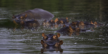 Multimillonario indio ofrece rescatar hipopótamos de Pablo Escobar para evitar su sacrificio